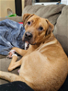 adoptable Dog in stanhope, NJ named Milo