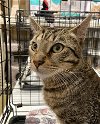 adoptable Cat in stanhope, NJ named Monroe