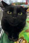 adoptable Cat in stanhope, NJ named Sherman