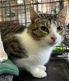adoptable Cat in stanhope, NJ named Naomi