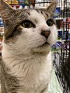 adoptable Cat in stanhope, NJ named Miles