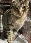 adoptable Cat in stanhope, NJ named Ruth
