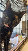 adoptable Cat in stanhope, NJ named Stella