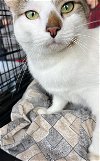 adoptable Cat in stanhope, NJ named Punky and Peach Cobbler