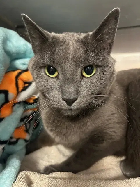 Ozzy - Russian Blue