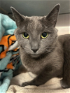 adoptable Cat in stanhope, NJ named Ozzy