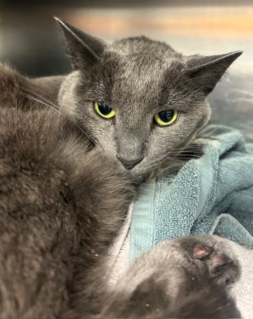 OZZY - Russian Blue available for adoption