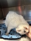 adoptable Cat in , NJ named Kyleigh