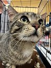 adoptable Cat in  named Corky