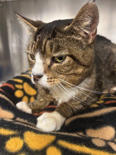 picture of the cat needing adoption