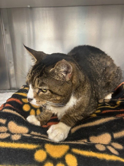 BUDDY - Domestic Short Hair available for adoption