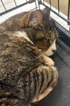Buddy - Photo 4