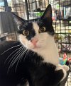 adoptable Cat in , NJ named Jack Sparrow