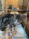 adoptable Cat in stanhope, NJ named Enzo