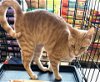 adoptable Cat in stanhope, NJ named Donnie Girl