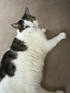 adoptable Cat in stanhope, NJ named China and Jeffrey