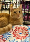 adoptable Cat in stanhope, NJ named Forrest
