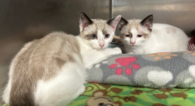 adoptable Cat in Stanhope, NJ named Sawyer & Simon