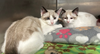 adoptable Cat in , NJ named Sawyer & Simon