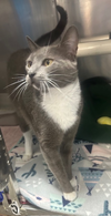 adoptable Cat in , NJ named Frannie