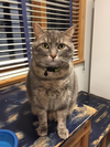 adoptable Cat in , NJ named Blake & Reba