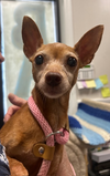 adoptable Dog in , NJ named Anna Belle