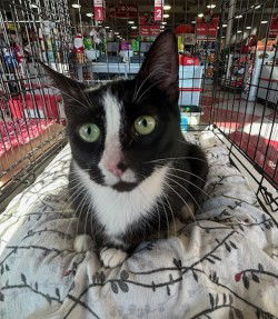 adoptable Cat in Stanhope, NJ named Falicity