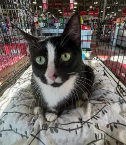 Falicity - Domestic Short Hair