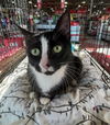 adoptable Cat in stanhope, NJ named Falicity