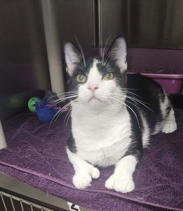 adoptable Cat in Stanhope, NJ named Brad