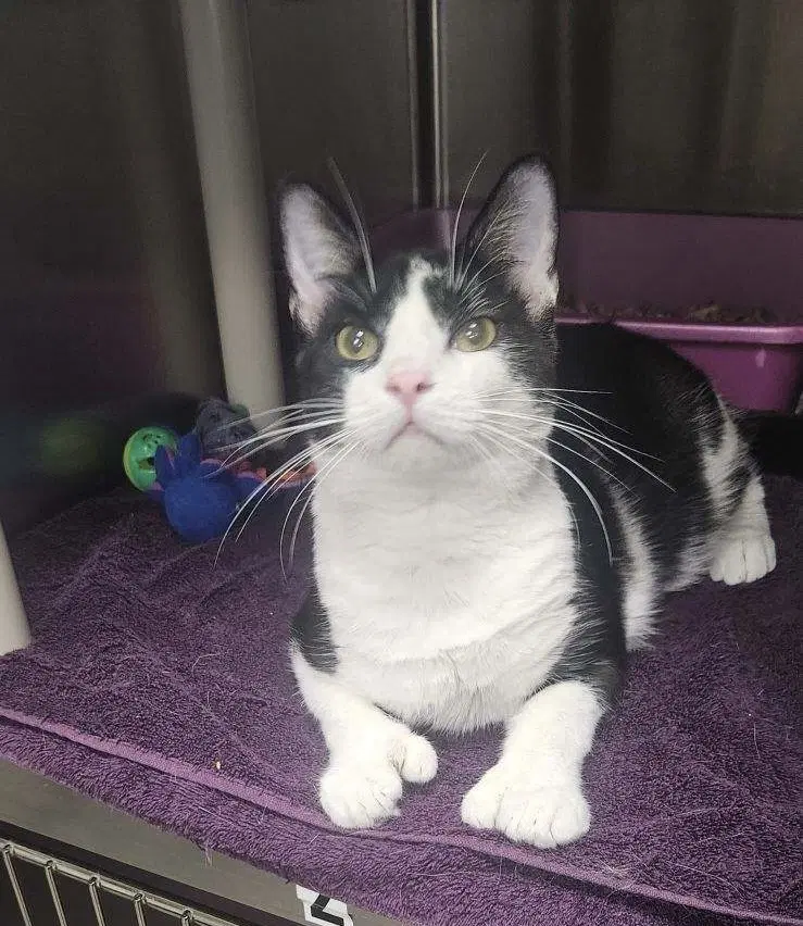 Brad - Domestic Short Hair
