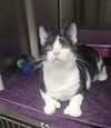 adoptable Cat in stanhope, NJ named Brad