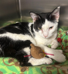adoptable Cat in stanhope, NJ named Brett