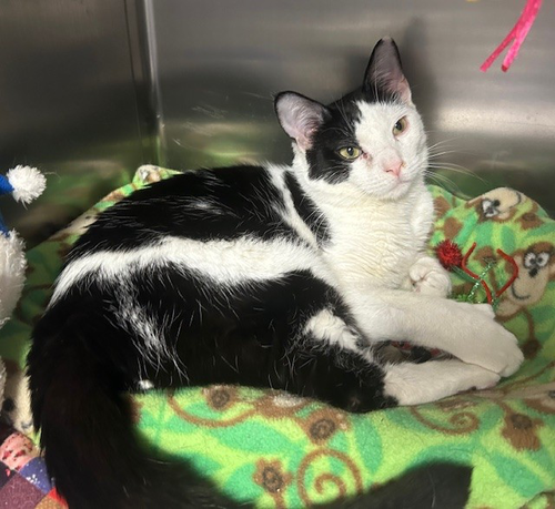 BRETT - Domestic Short Hair available for adoption