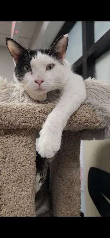 Brett - Domestic Short Hair