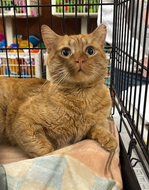 picture of the cat needing adoption