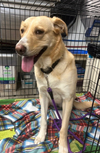 adoptable Dog in  named Marquesa