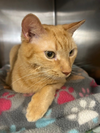 adoptable Cat in stanhope, NJ named Amari