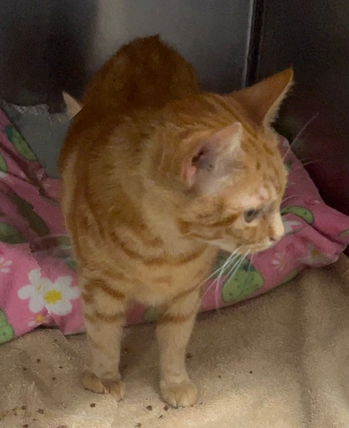 TABITHA - Domestic Short Hair available for adoption