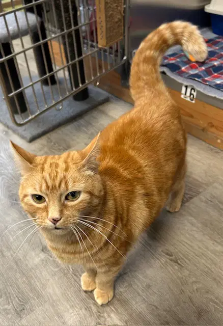Tabitha - Domestic Short Hair