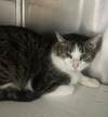 adoptable Cat in stanhope, NJ named Coco Puff