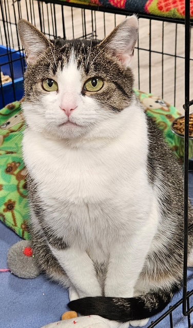 picture of the cat needing adoption