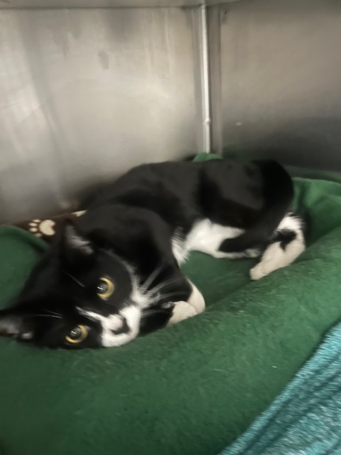 picture of the cat needing adoption