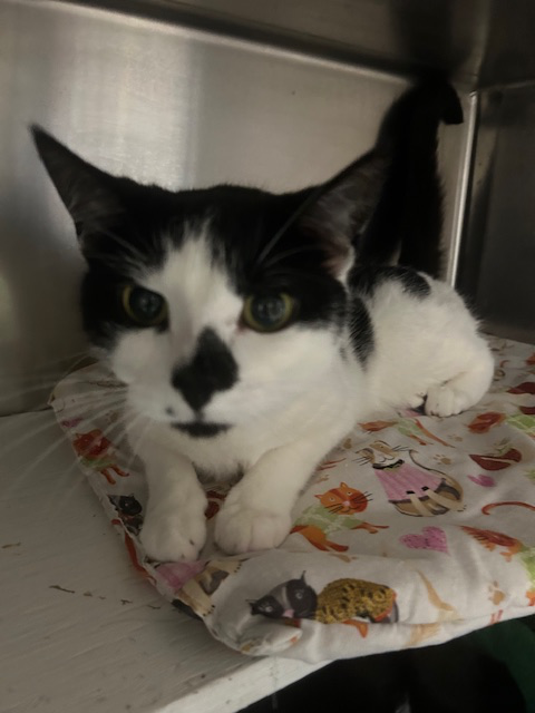 LUNA LEE AND LOLA - Domestic Short Hair available for adoption