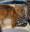 adoptable Cat in stanhope, NJ named Whitney