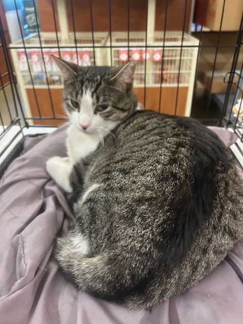 adoptable Cat in Stanhope, NJ named Tripper