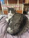 adoptable Cat in stanhope, NJ named Tripper
