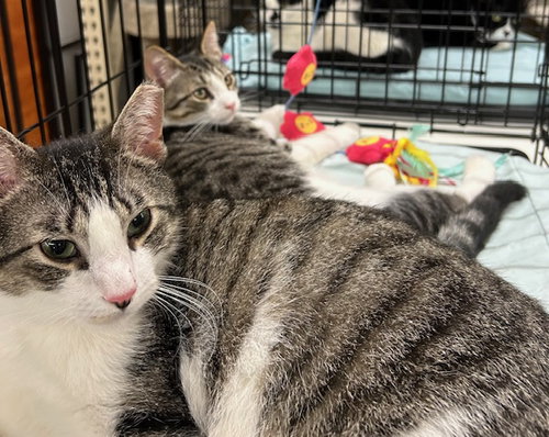 picture of the cat needing adoption
