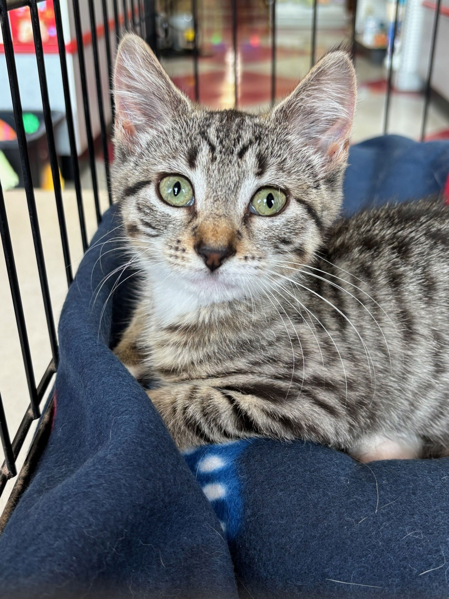 adoptable Cat in Stanhope, NJ named Luciana