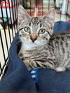 adoptable Cat in , NJ named Luciana